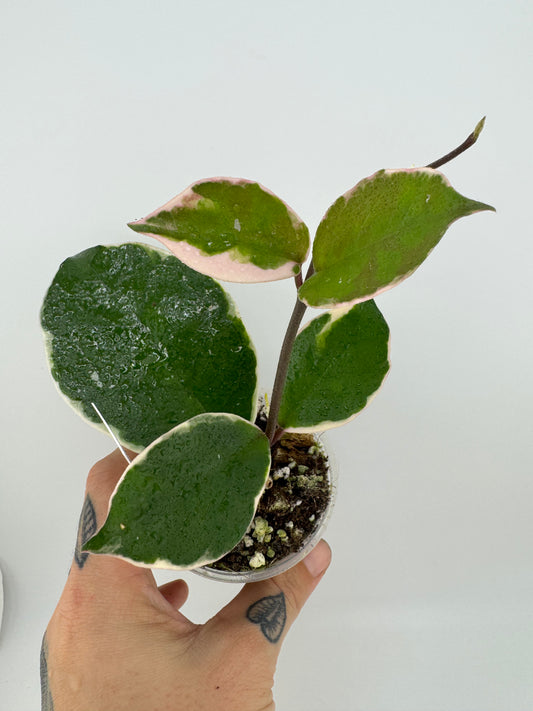 Hoya Carnosa ‘crimson queen’
