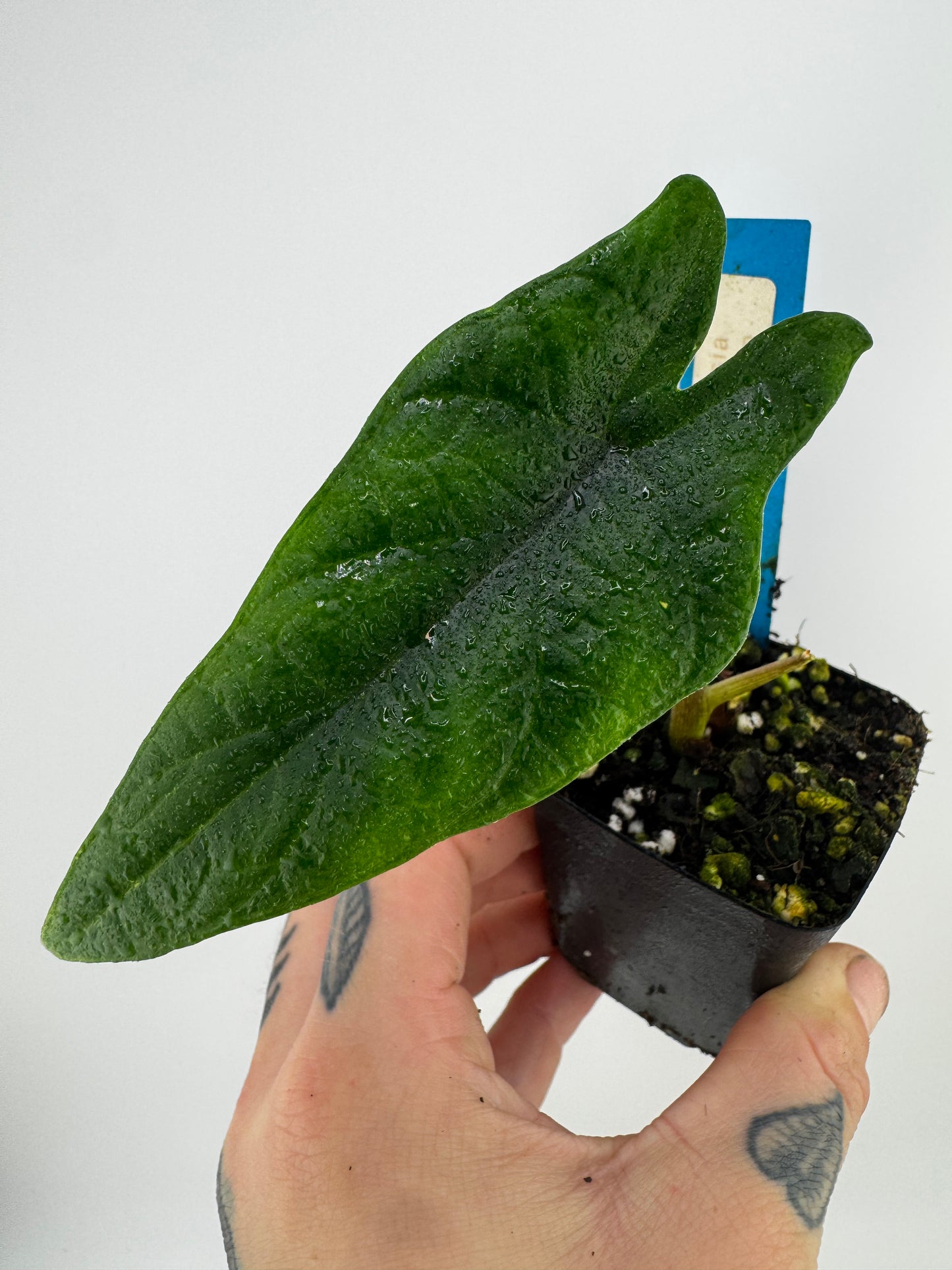 Alocasia Scalprum