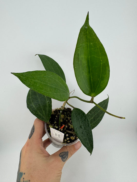 Hoya latifolia (macrophylla) green