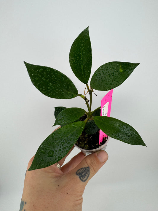 Hoya Lacunosa Purple Flower
