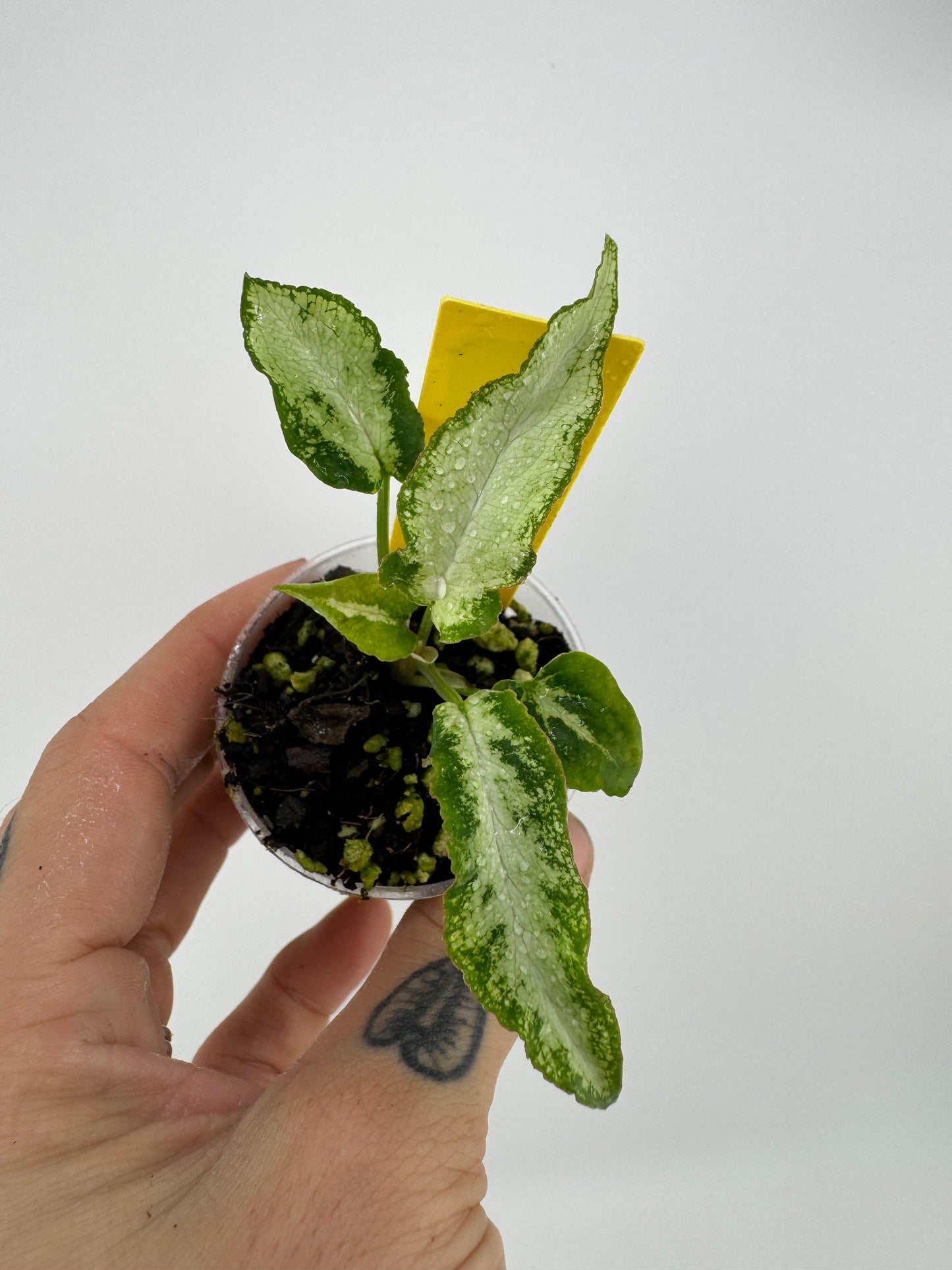 Syngonium 3 Kings