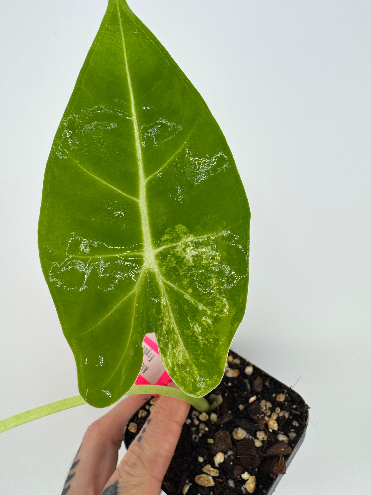 Alocasia Frydek Variegated Albo #3