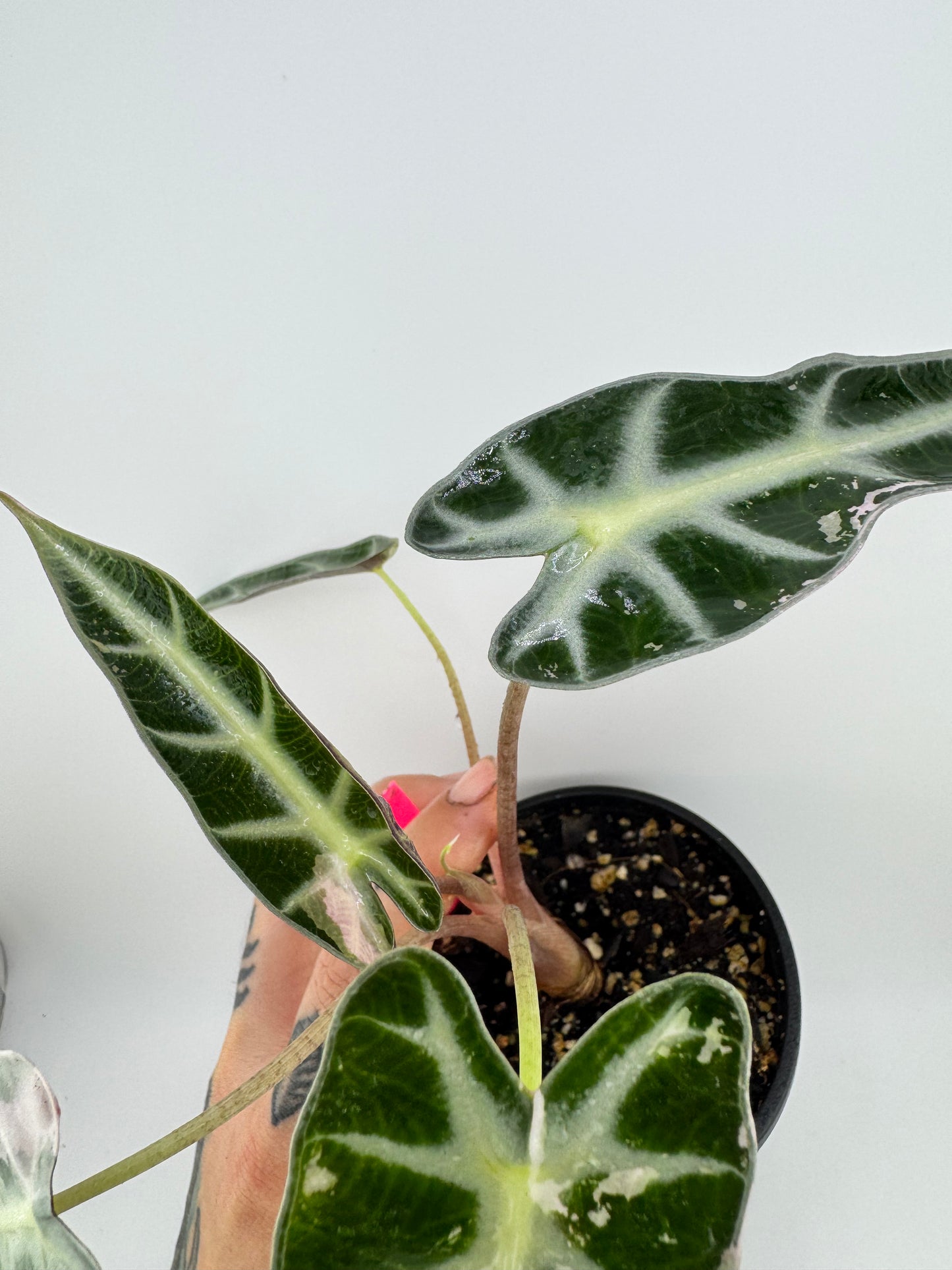 Variegated Alocasia Bambino Pink/Albo