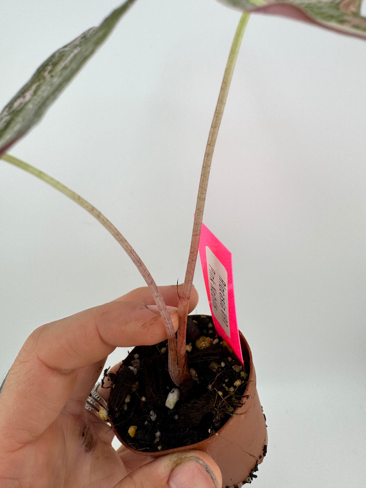 Alocasia Nobilis ‘Pink’ Variegated #2