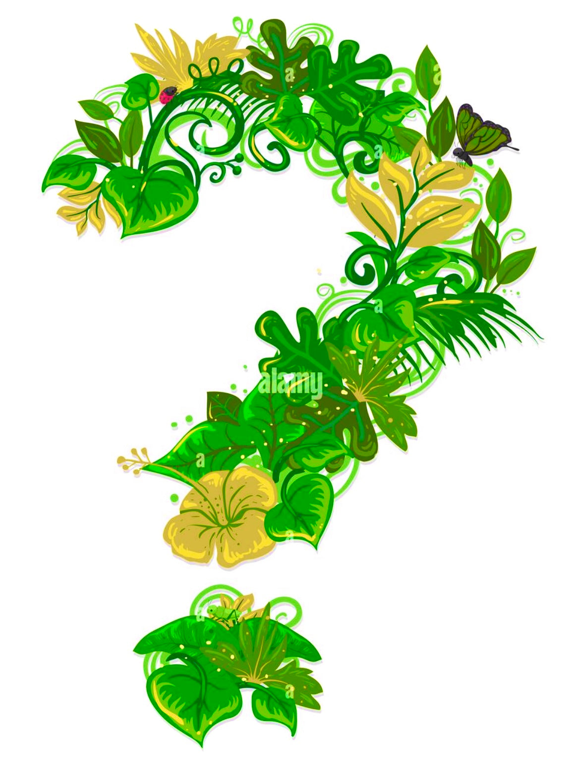 Philodendron Starter Plant Mystery Box
