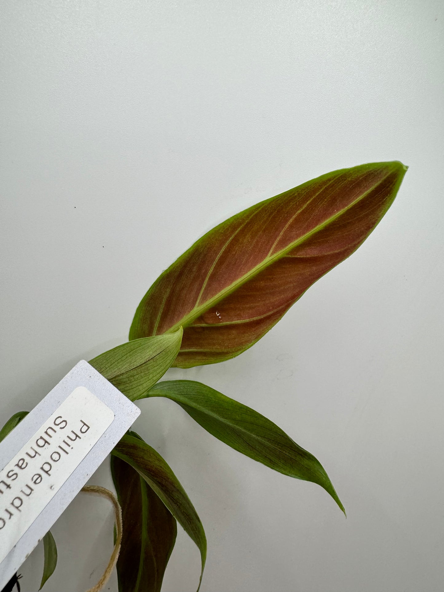 Philodendron Subhastum