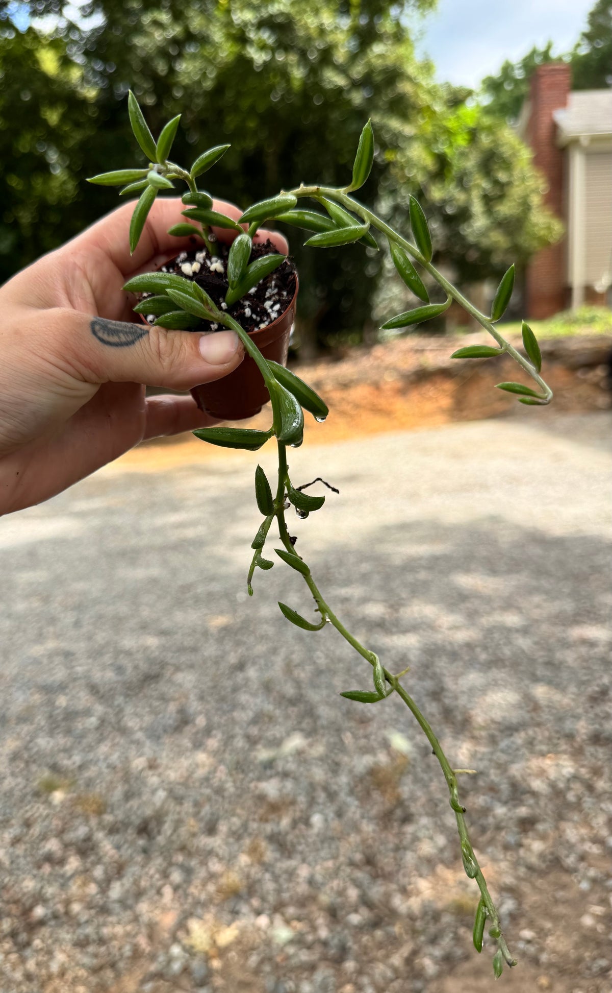 String of Bananas