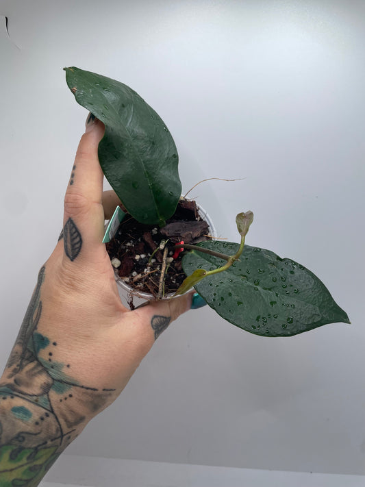 Hoya Tannaensis (rare tropical)