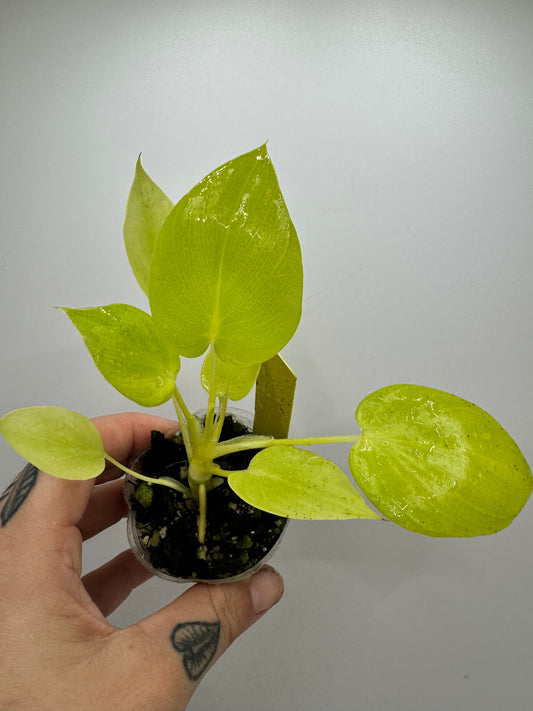 Philodendron Bipinnatifidum ‘Selloum’ Gold