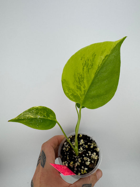 Monstera Deliciosa (Small Form) Aurea Variegated #5