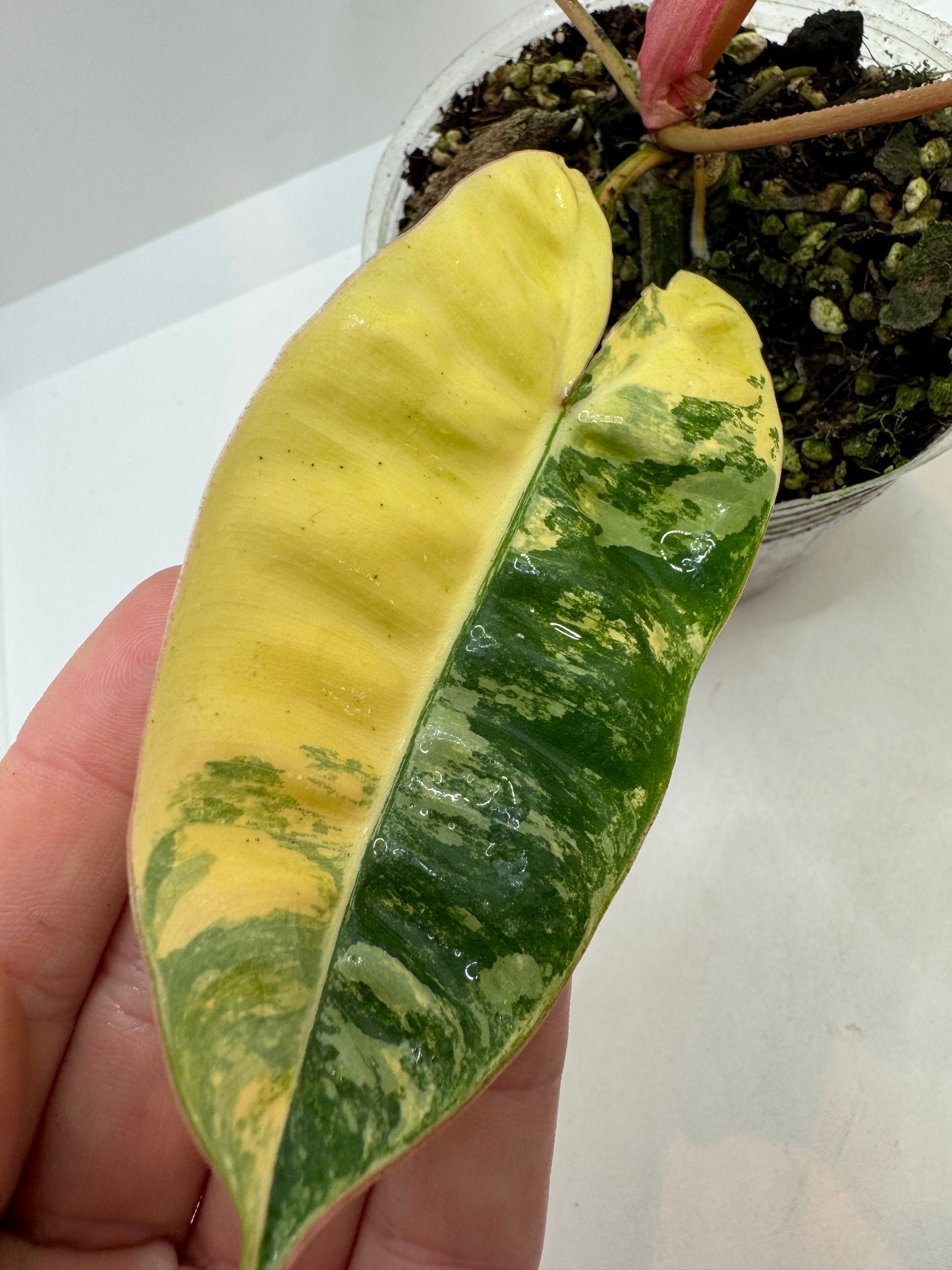 Philodendron Billietiae Variegated (rare tropical)