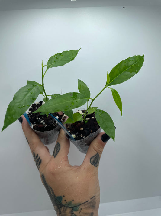 Hoya Papaschonii (seedling)