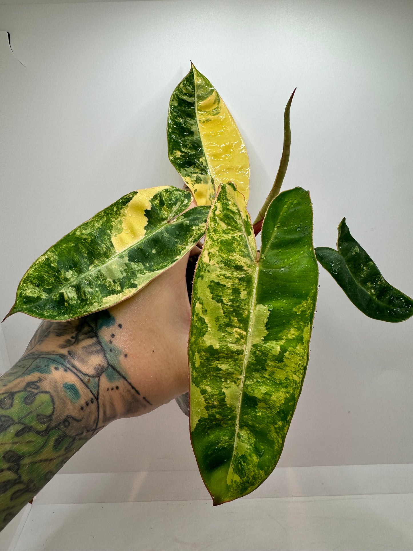 Philodendron Billietiae Variegated (rare tropical)