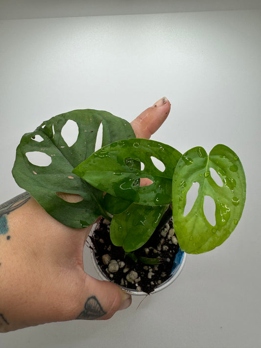 Monstera Adansonii wide form