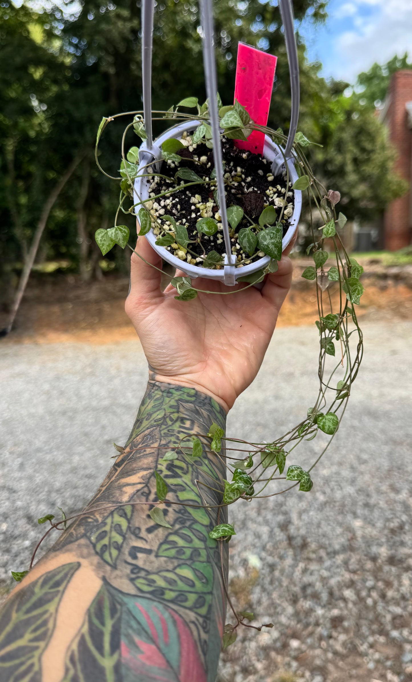 String of Hearts