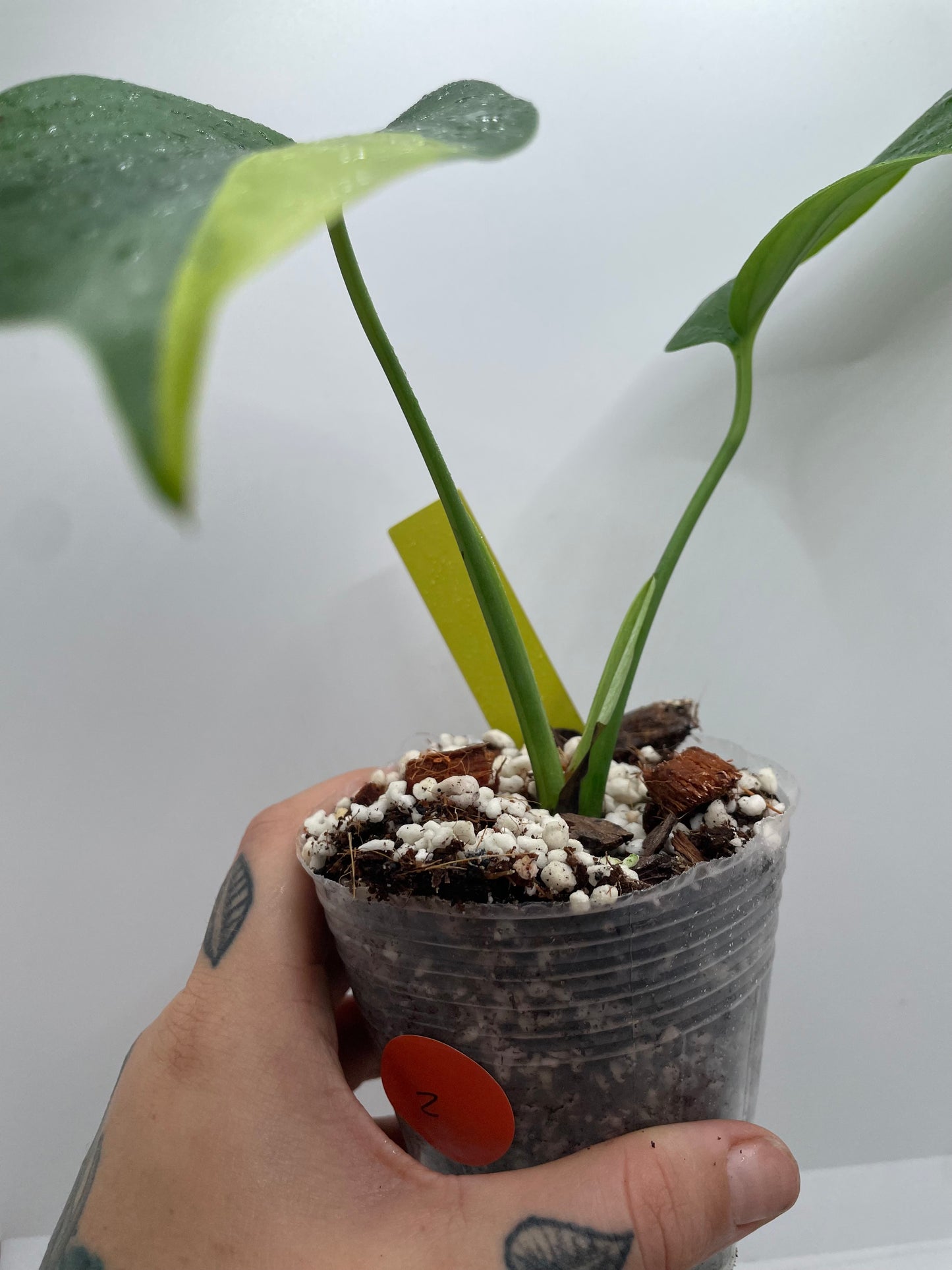 Monstera Aurea #2 small form (rare tropical)