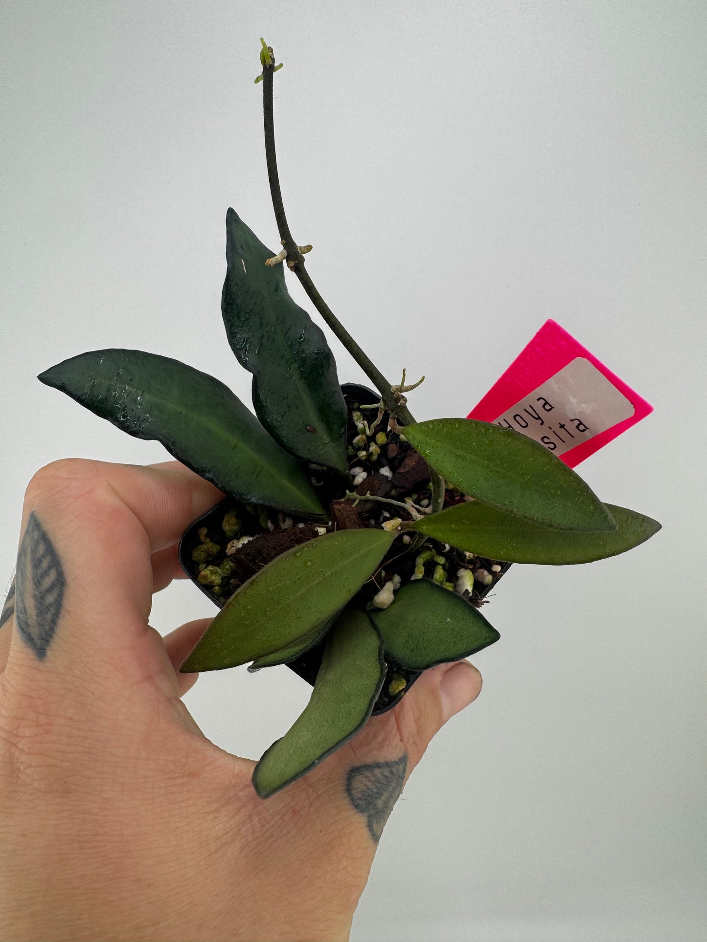 Hoya Rosita