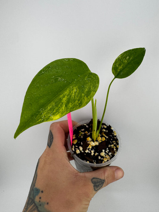 Monstera Deliciosa (Small Form) Aurea Variegated #1