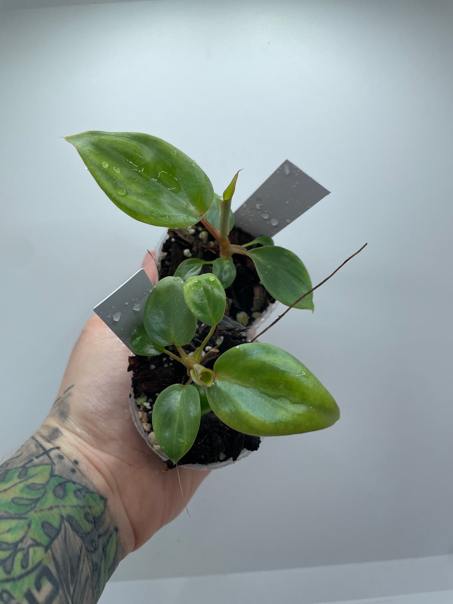 philodendron billienum (billiatiae x pastazanum) (Rare tropical)