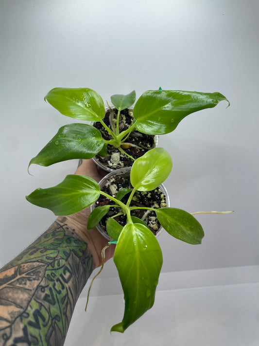 Philodendron Gigantum Green