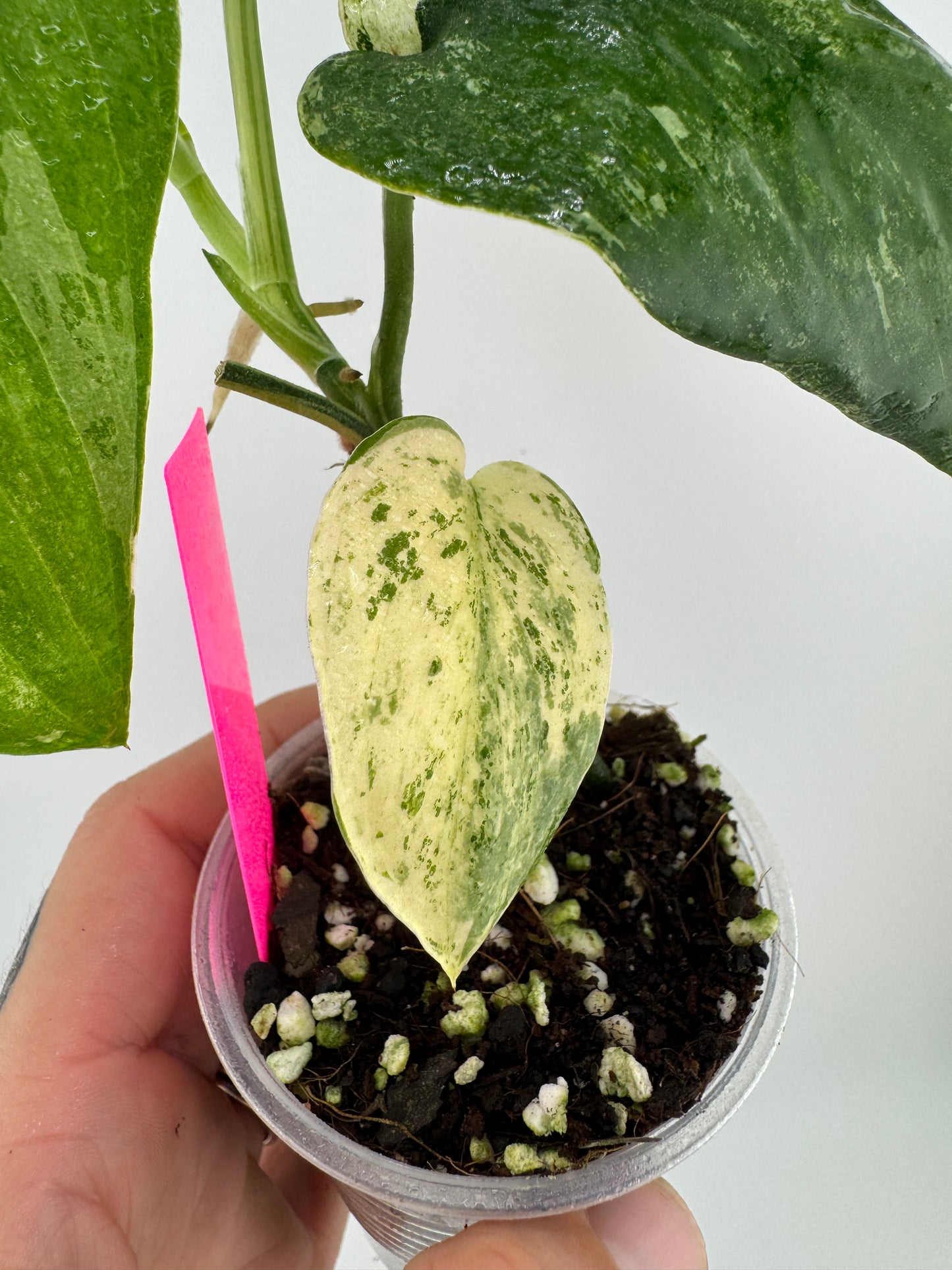 Scindapsus variegated Silver Splash #2