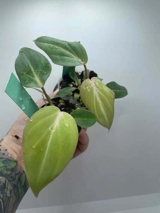 Philodendron Gloriosum ‘D’ shape