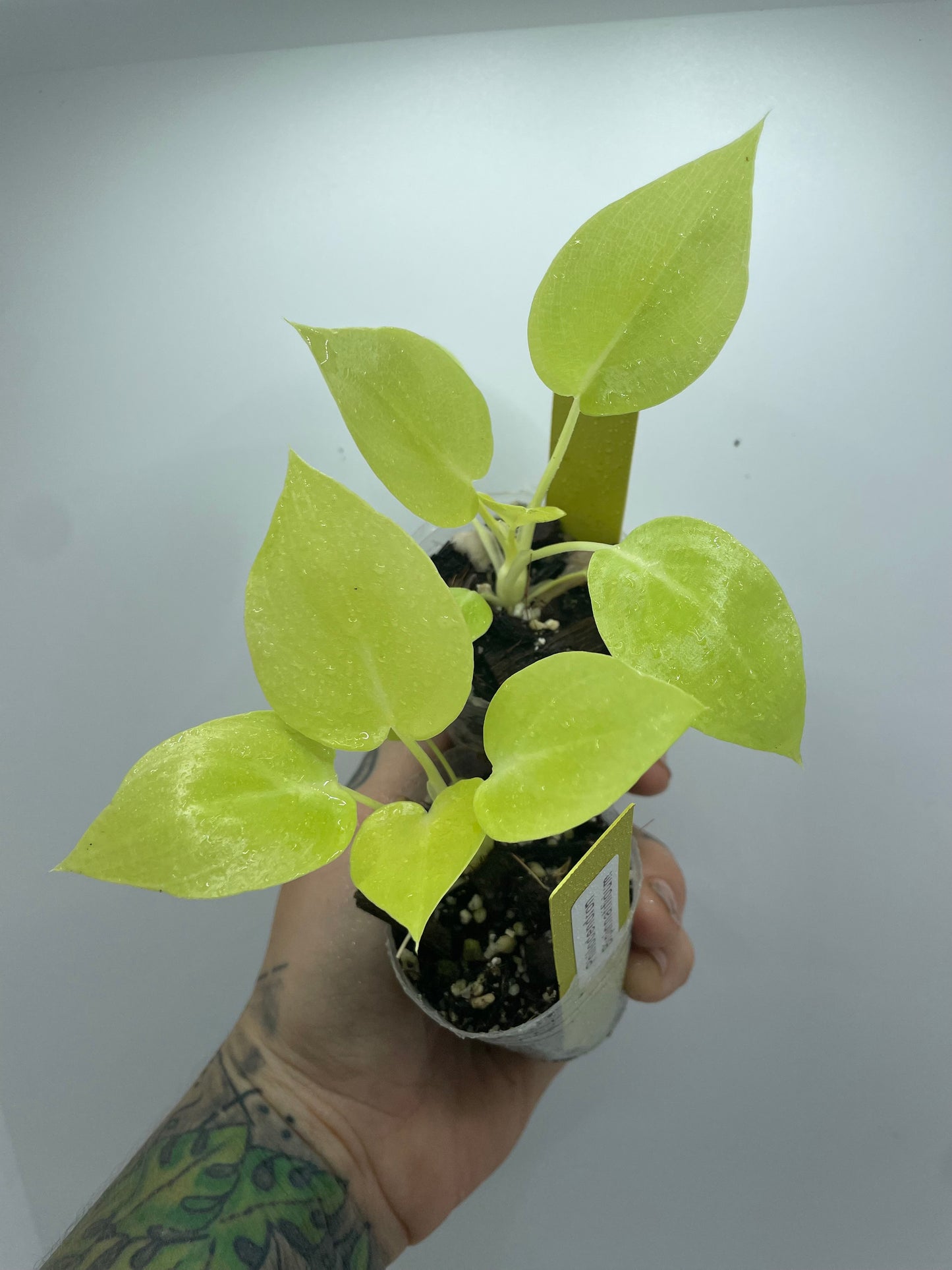 Philodendron Bipinnatifidum ‘Selloum’ Gold