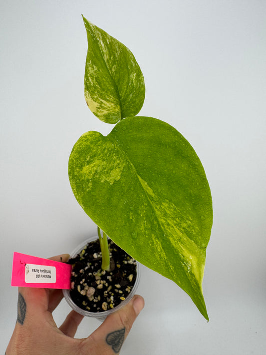 Monstera Deliciosa (Small Form) Aurea Variegated #6