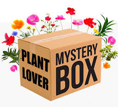 REHAB plant mystery bundle