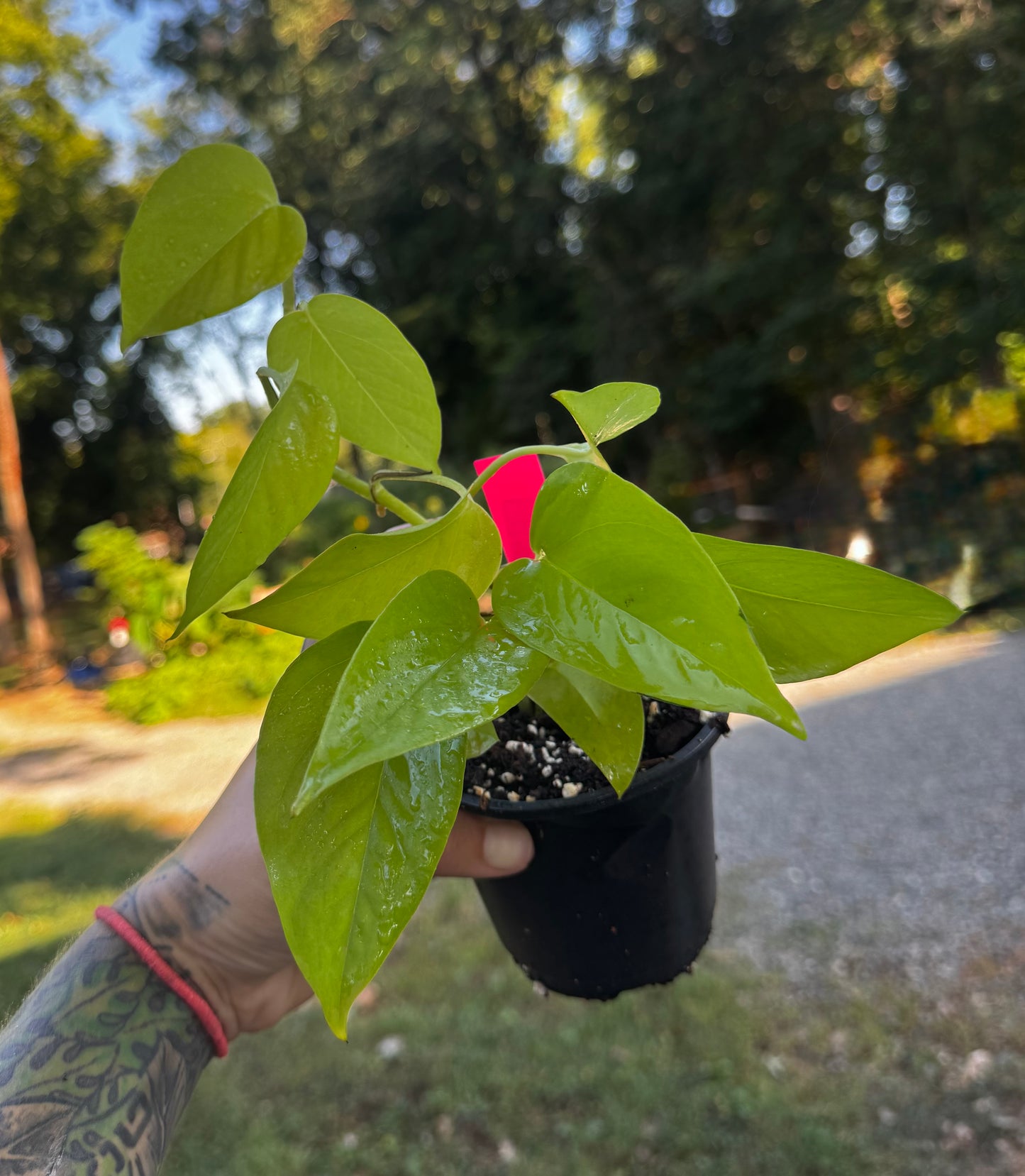 Neon Pothos