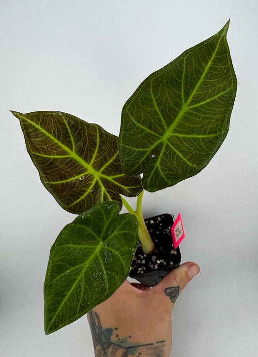 Alocasia Regal Shield