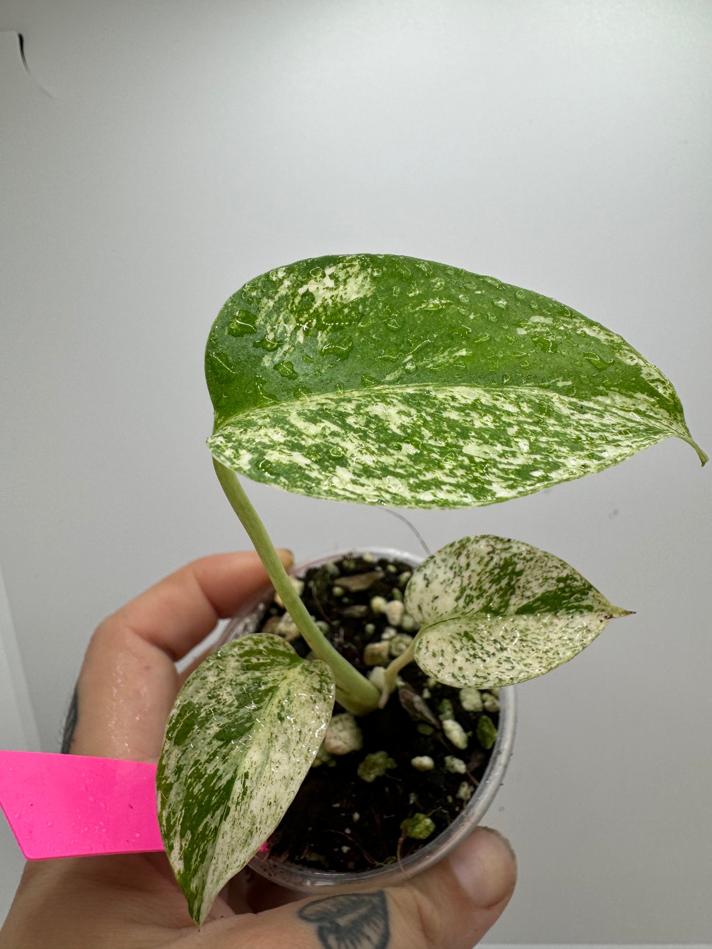 Monstera Deliciosa Mint Variegated (rare tropical)