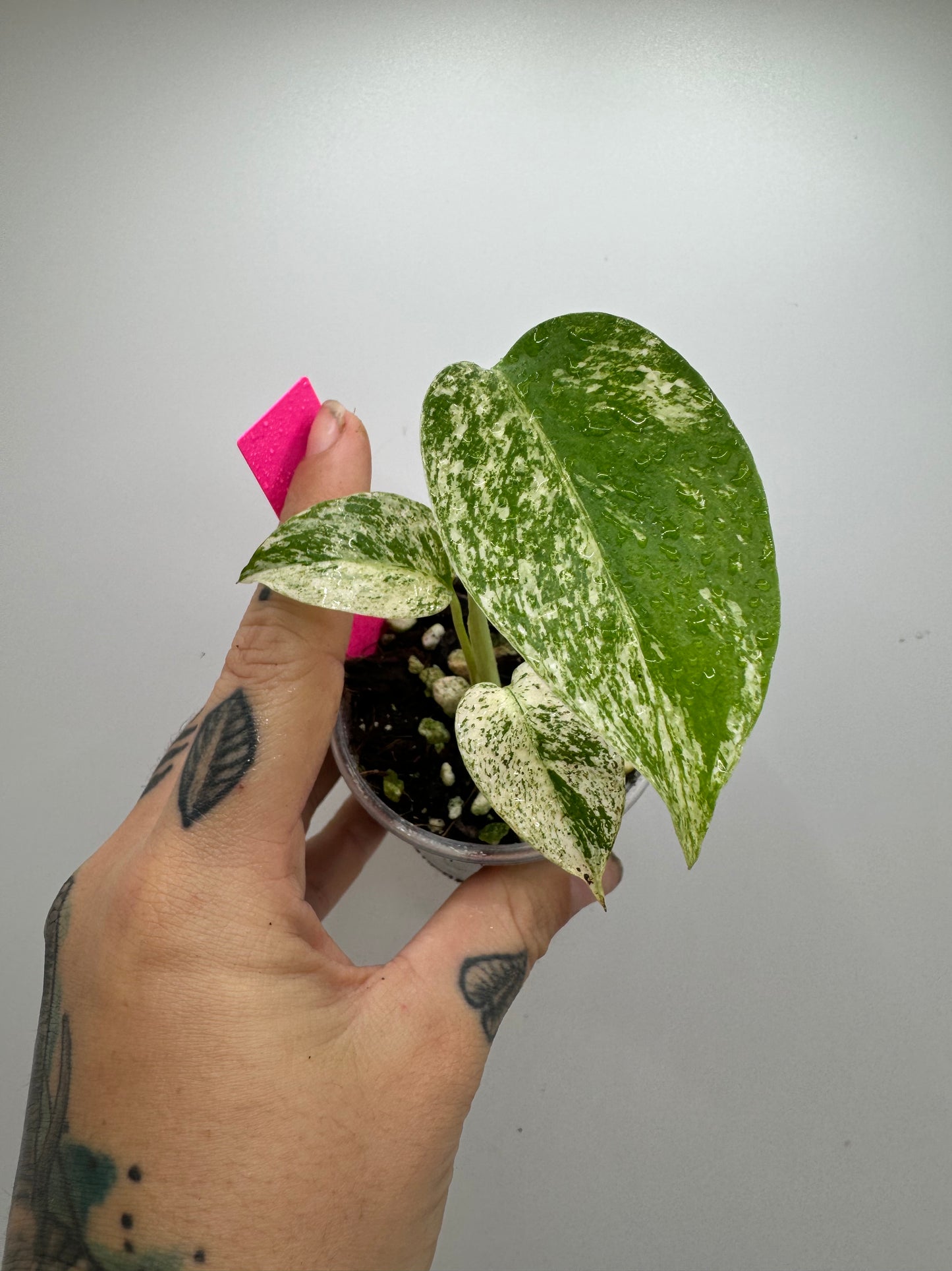 Monstera Deliciosa Mint Variegated (rare tropical)