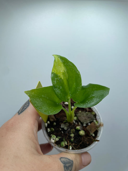 Alocasia  Culcullata Aurea Variegated #1 (rare tropical)