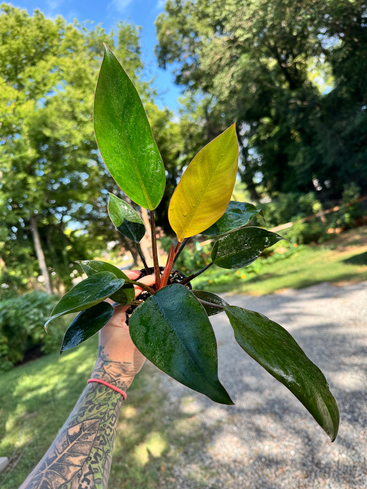 Philodendron Red Congo