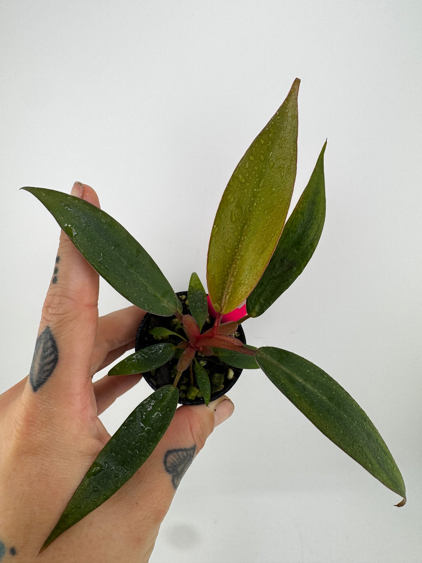 Philodendron Red Emerald