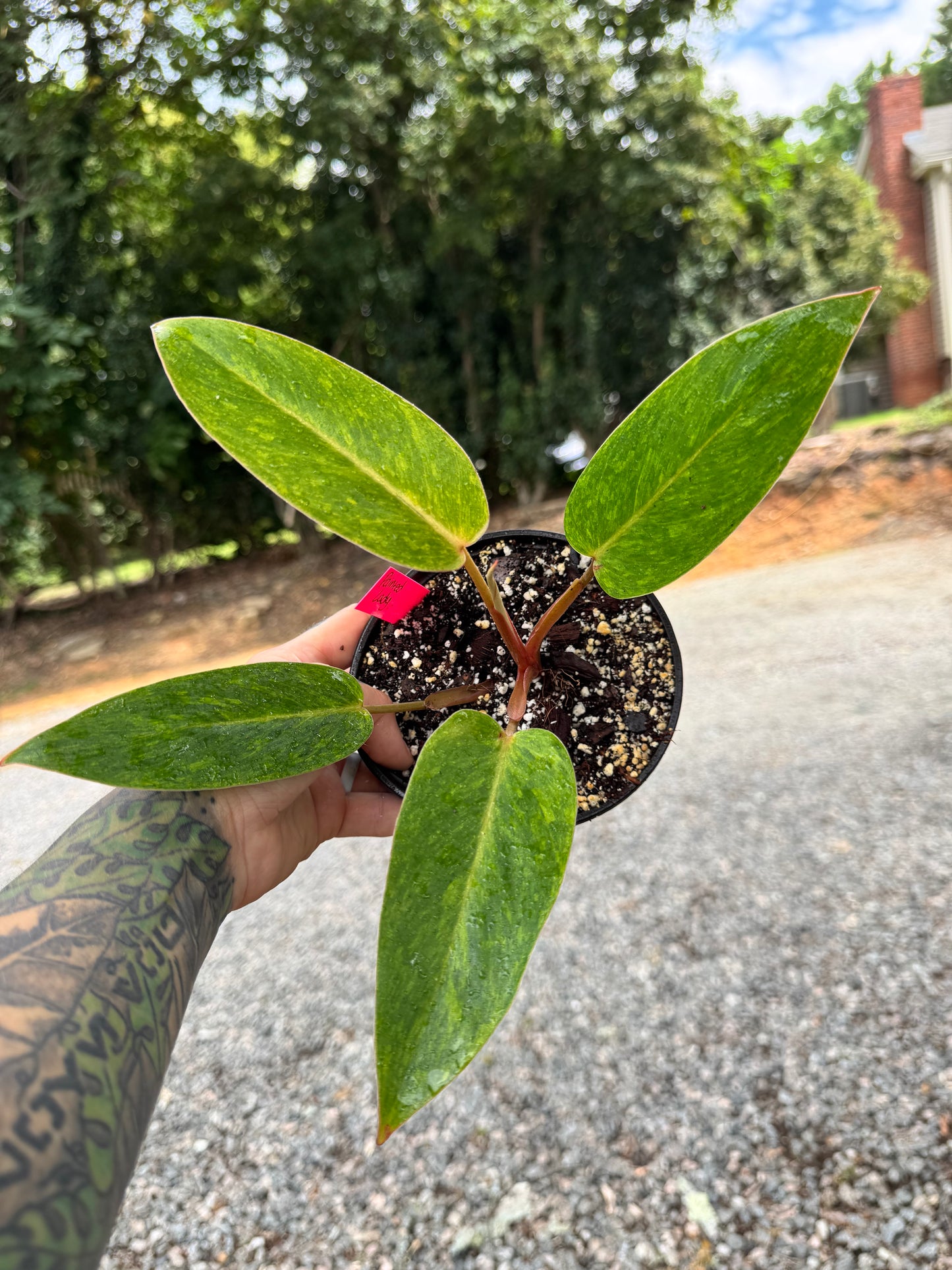 Philodendron Painted Lady