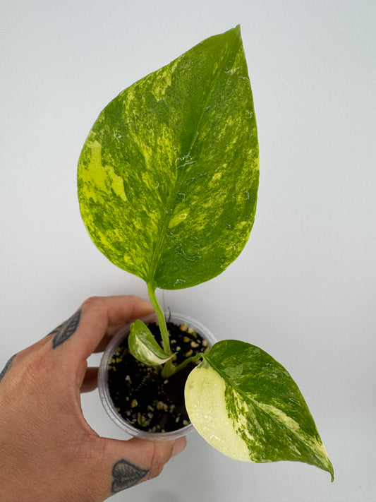 Monstera Deliciosa (Small Form) Aurea Variegated #2