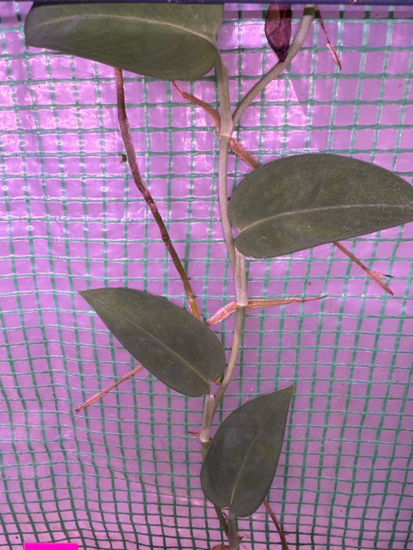 Monstera ‘black velvet’ (aka ‘velvet Peru’)