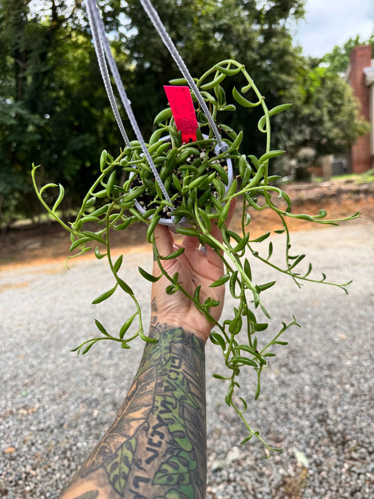 String of Bananas