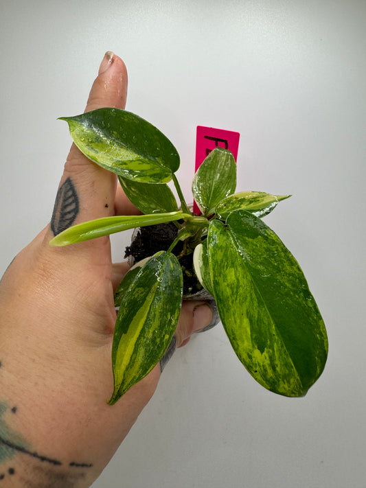 Philodendron Florida Beauty Variegated (Rare tropical)