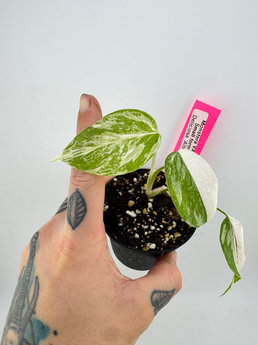 Monstera Deliciosa Variegated Albo (Small Form) #1