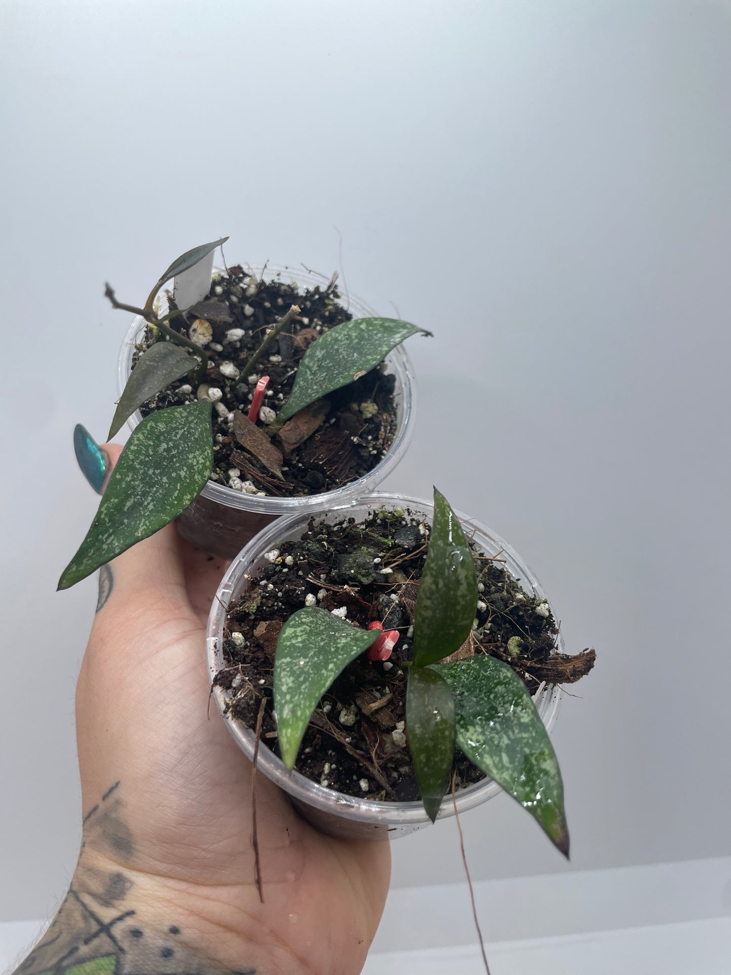 Hoya parviflora