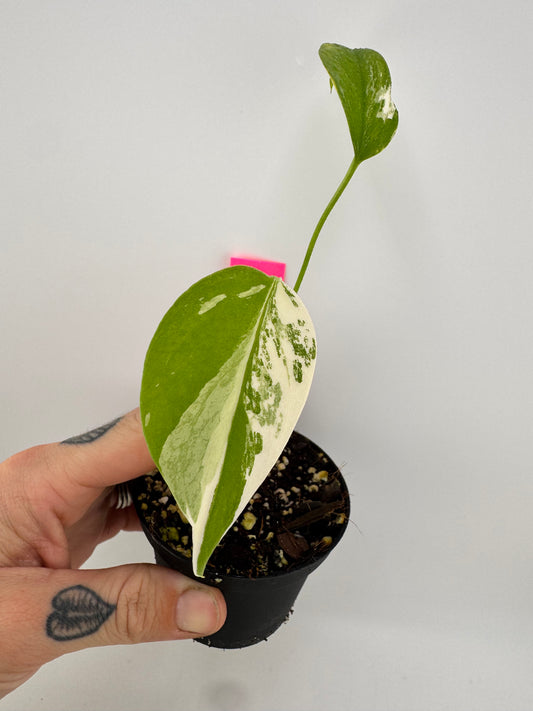 Monstera Deliciosa Variegated Albo (Small Form) #A