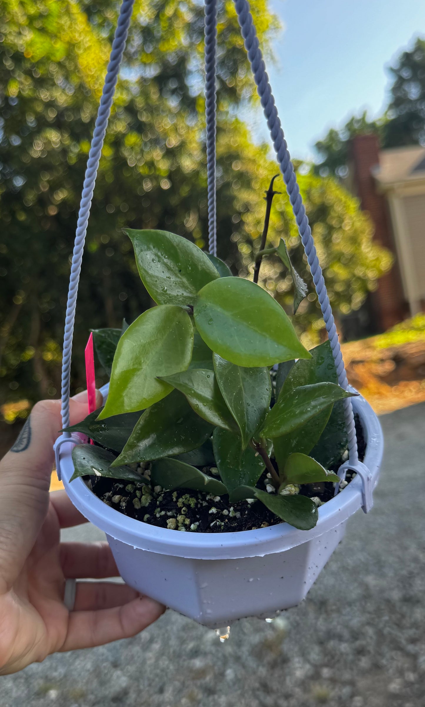Hoya Sunrise