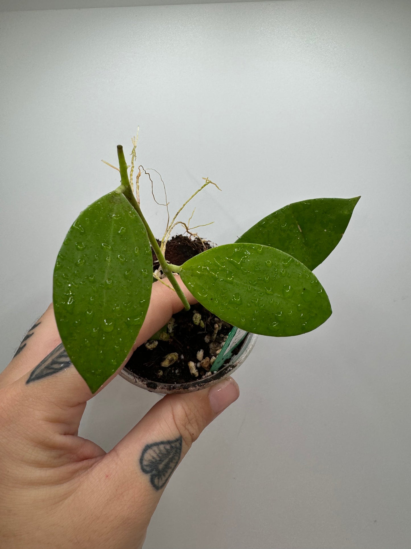 Hoya Parasitica X Pachyllada