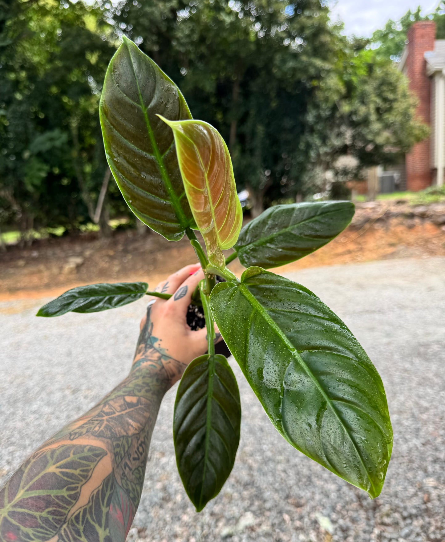 Philodendron Subhastum