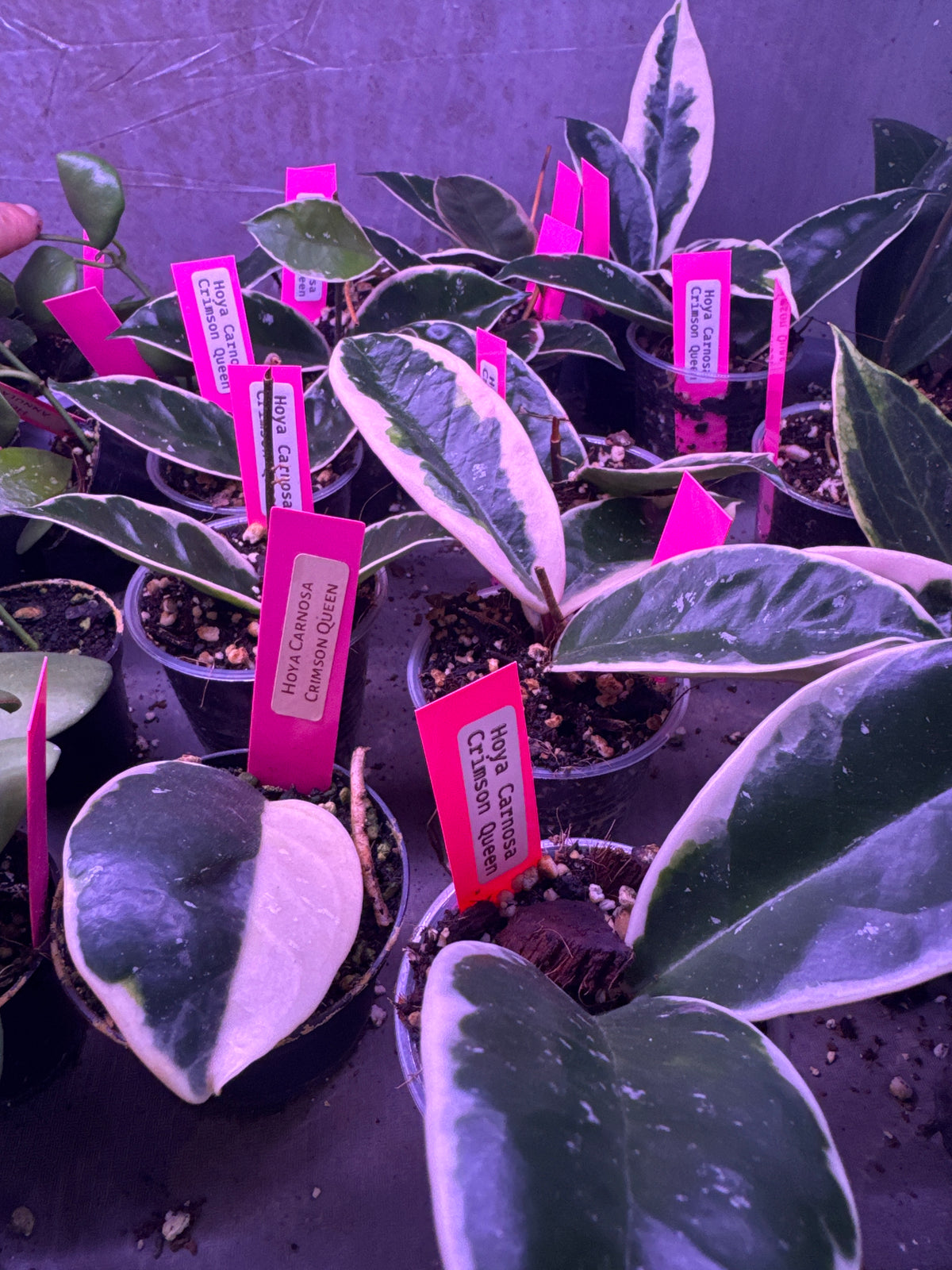 Hoya Carnosa ‘crimson queen’