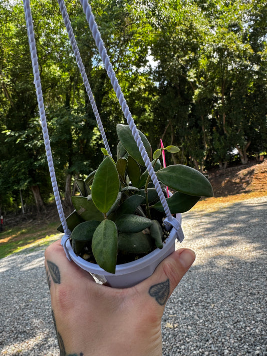 Hoya aff. Burtoniae