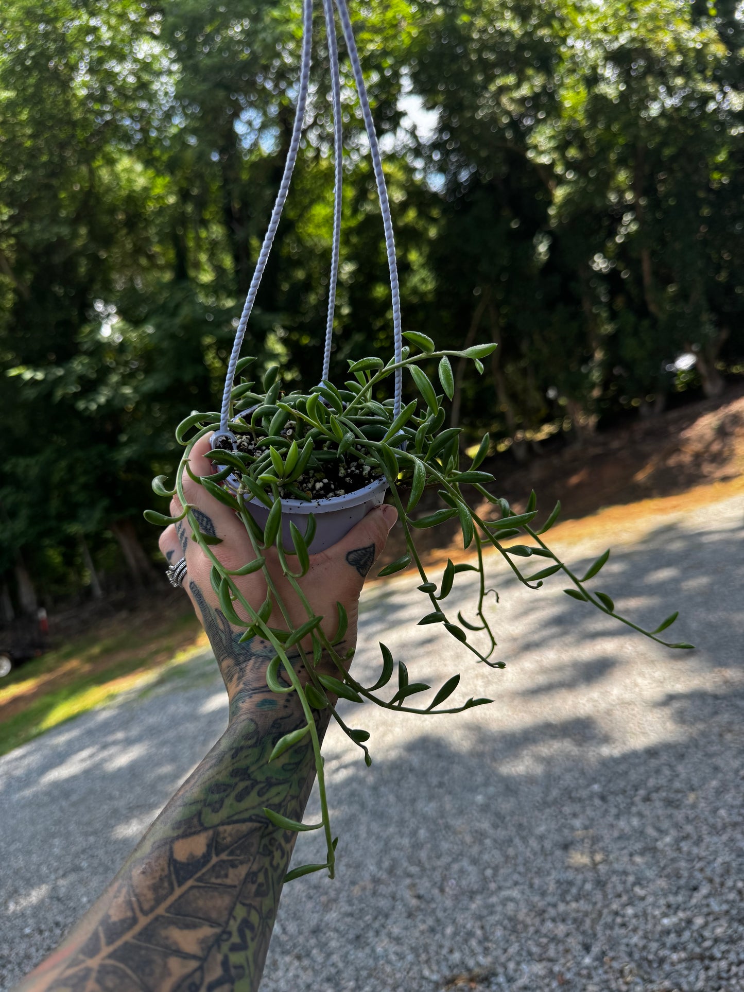 String of Bananas